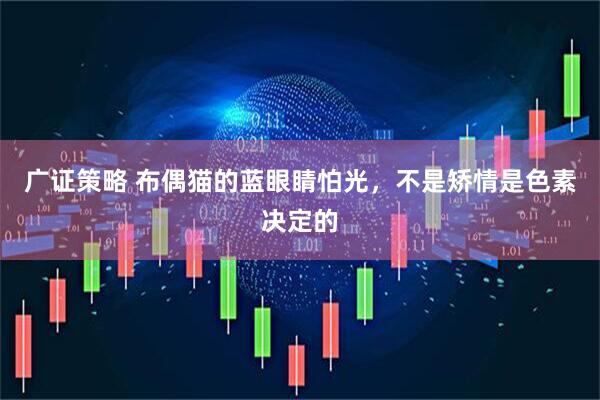 广证策略 布偶猫的蓝眼睛怕光，不是矫情是色素决定的